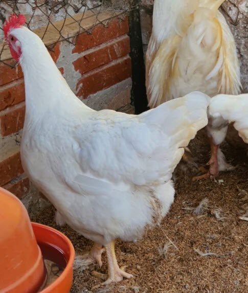 rustipollo hembra