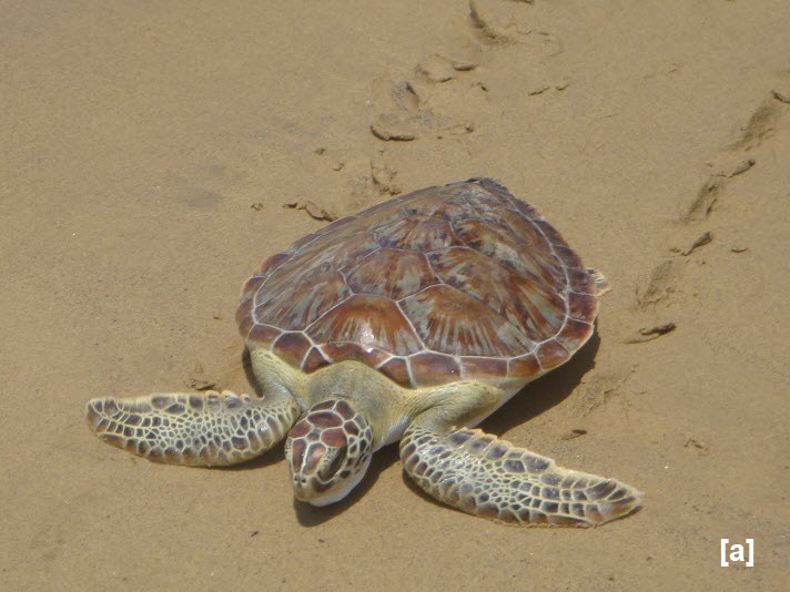 turtle