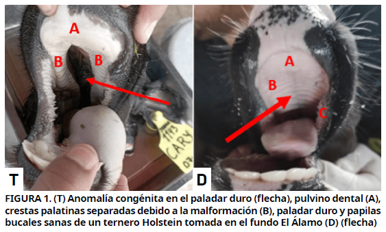Imagen de portada