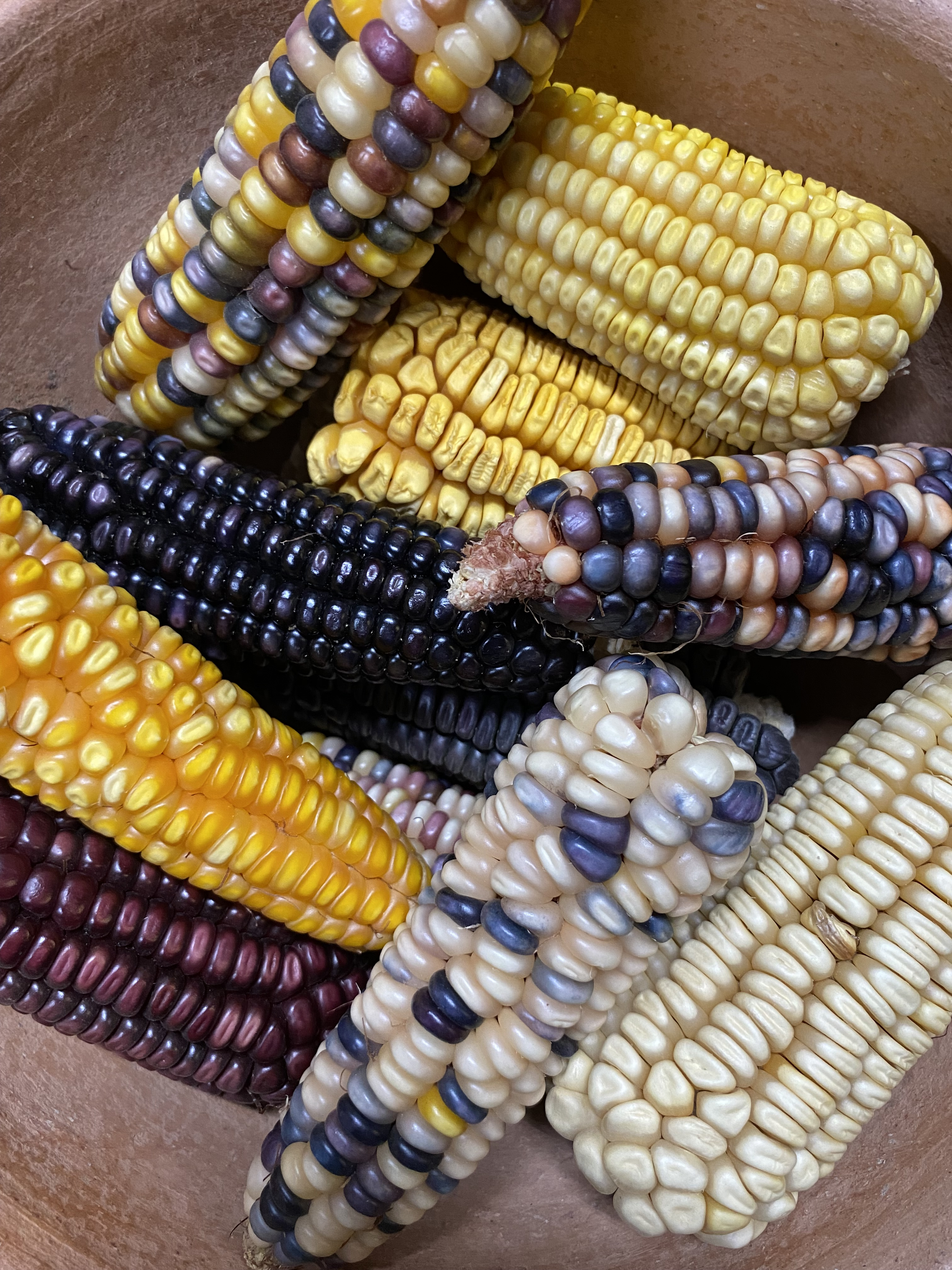Varieties of corn native to the state of Oaxaca, Mexico