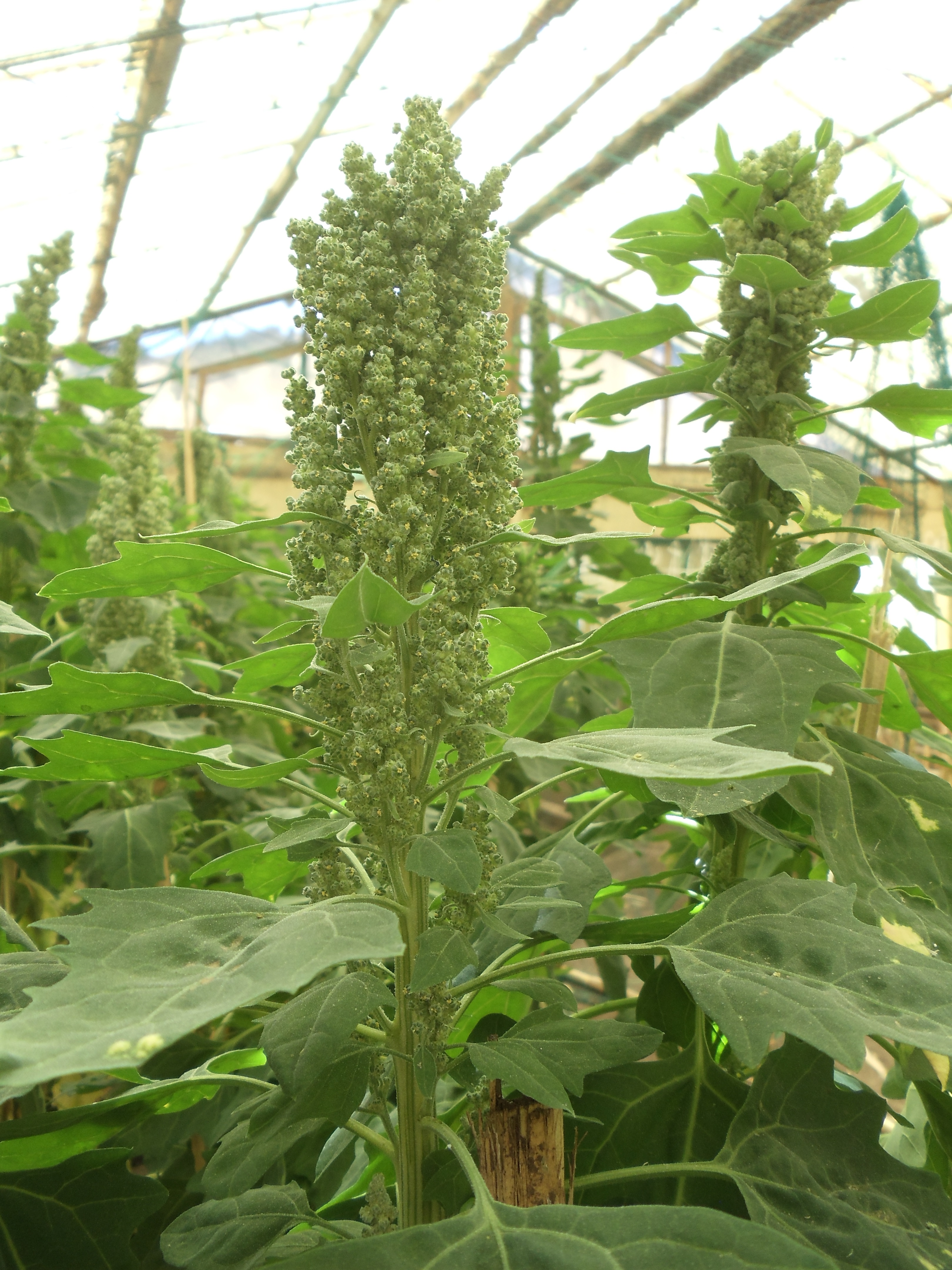 Plants of quinoa var. Salcedo INIA of 89 days of age (phenological stage of treated with strains of *Trichoderma *sp. by the method of inoculation of pelleted seed. inoculation of pelleted seed.