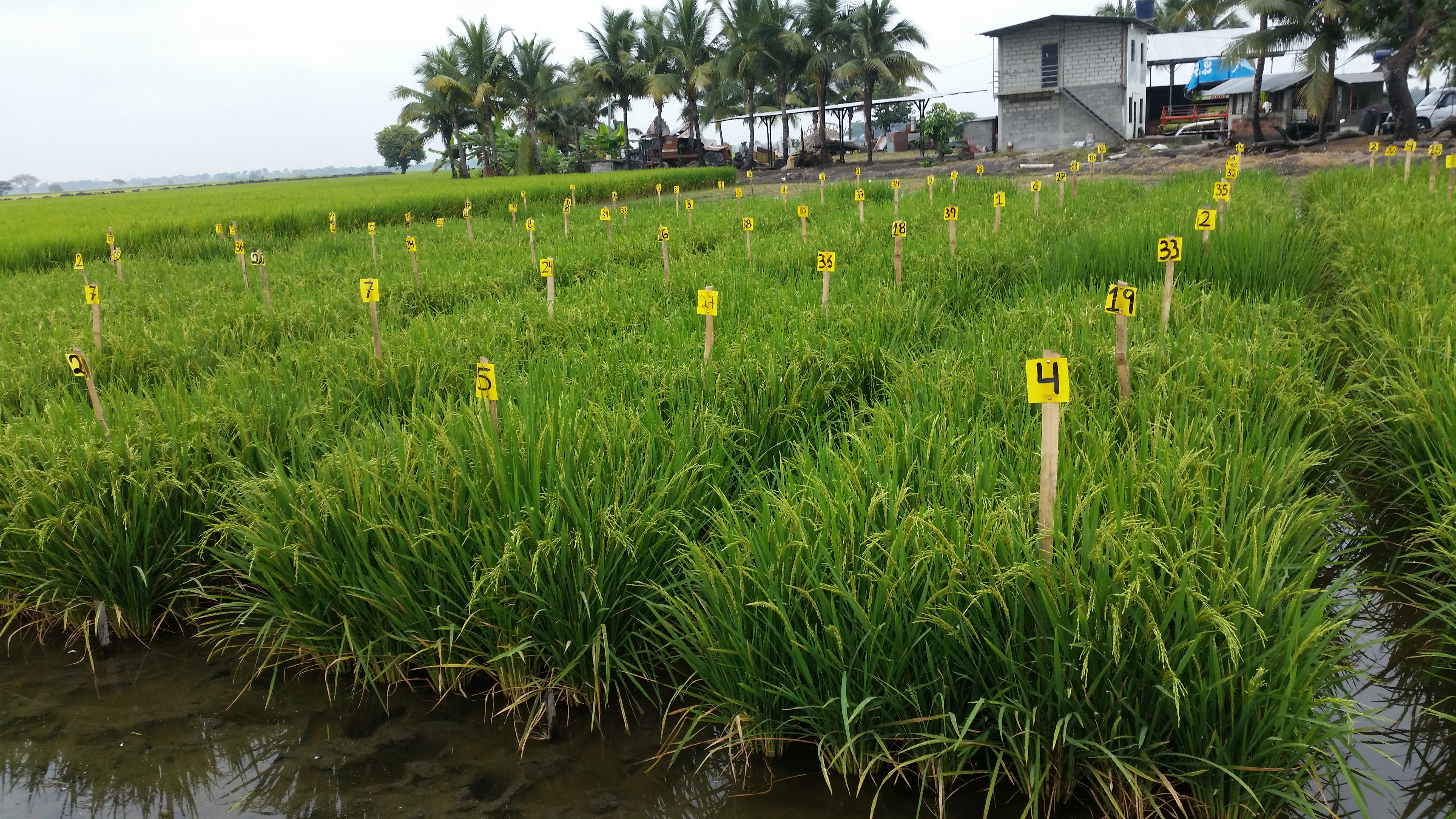 Experimental plots of 40 advanced lines (F5) of rice at grain filling stage showing earliness, versus three commercial varieties used as controls, at early flowering stage, established in the dry season in the town of Babahoyo, Los Ríos province, Ecuador. 2018.